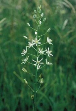 Kriticky ohrožený snědek pyrenejský kulatoplodý (Ornithogalum pyrenaicum ssp. sphaerocarpum) se vyskytuje pouze v Hostýnských vrších. Foto A. Knoll