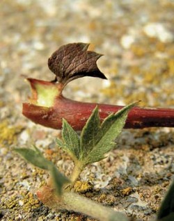 Palist jeřábu ptačího (Sorbus aucuparia) – nahoře – je přisedlý, půlměsícovitý, nedělený, zubatý jen na svém vnějším okraji. Palist jeřábu oskeruše (S. domestica) – dole – je řapíkatý, dělený – dvoudílný, oba díly jsou po svém obvodu pilovité a dále dělené na laloky. Foto J. Šefl / © J. Šefl