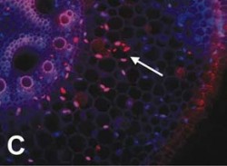 Štěpení DNA při programované buněčné smrti (PCD) u rostlinných buněk se detekuje pomocí tzv. TUNEL reakce. Na obr. příčný řez kořenem kukuřice (Zea mays), ve kterém je PCD vyvolána nedostatkem kyslíku a předchází odumírání buněk. V růžových jádrech proběhlo štěpení DNA (šipka, pozitivní TUNEL reakce), v modrých jádrech ke štěpení nedošlo. Foto Z. Lenochová, A. Kuthanová / © Photo Z. Lenochová, A. Kuthanová