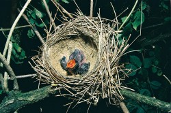 Unikátní záběr jednoho z mláďat kukačky obecné, které úspěšně vylétlo z hnízda drozda zpěvného (Turdus philomelos). Ten byl tradičně považován  za nevhodného hostitele – předpokládalo se, že kukaččí mládě u drozda nemůže přežít kvůli složení potravy.  Lužice, Česká republika