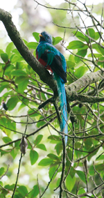 Samec kvesala chocholatého (Pharomachrus mocinno costaricensis) z horského mlžného pralesa Monteverde.  Foto Veronika Patrovská-Vernerová 