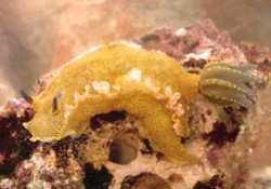 Největší nahožábrý plž Jadranu je Hypselodoris picta. Druhotné žábry na zádech daly celé skupině české jméno hvězdnatky. Foto L. Juřičková / © Photo L. Juřičková