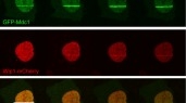 Laboratory of Genome Integrity