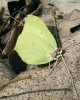 Žluťásek řešetlákový (Gonepteryx rhamni) patří k běžným druhům motýlů palearktické oblasti včetně České  republiky. Foto M. Velechovský