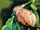 Tyrfofilní bourovec borůvkový (Phyllodesma ilicifolia) – rarita  třeboňské přírody. Foto J. Jaroš a K. Spitzer