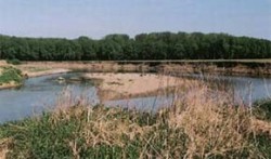 Pohled na centrální písečnou lavici řeky Moravy se sporadickou vegetací, v níž dominuje chrastice rákosovitá (Phalaris arundinacea). V pozadí rozsáhlá břehová nátrž meandru, výsledek erozní činnosti říčního proudu. Foto J. a P. Filippovovi / (c) Photo P. and J. Filippovov