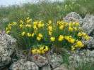 Hyrkánsko-euxinský element Arnebia pulchra z čeledi brutnákovitých (Boraginaceae), typický pro oblast mezi Černým a Kaspickým mořem, patří k nejkrásnějším druhům vysokohorských sutí. Foto E. Ekrtová a L. Ekrt