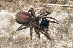 Samice sklípkánka  hnědého (Atypus  affinis). Sklípkánci jsou mezi našimi pavouky nezaměnitelní  dopředu směřujícími chelicerami a krátkýma  robustníma nohama. Sklípkánek hnědý u nás žije stále ještě poměrně hojně na suchých  osluněných kamenitých stráních s řídkou  stromovou vegetací. Foto R. Macek