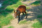 Muntžak červený (M. vaginalis)  má ze všech druhů rodu největší areál rozšíření zahrnující Přední i Zadní Indii  a Srí Lanku. Po muntžakovi malém  je druhým nejčastěji chovaným druhem v zoologických zahradách.  Dospělý samec v indické Zoo Kalkata. Snímky J. Pluháčka, pokud není  uvedeno jinak