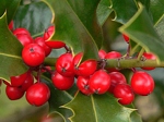 větev cesmíny ostrolisté (Ilex aquifolium) s neopadavými listy a červenými bobulemi