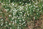 Vysokou koncentrací endemitů se vyznačují hadcové substráty. U nás je zastupuje rožec kuřičkolistý (Cerastium alsinifolium) na mariánskolázeňských hadcích. Foto J. Suda