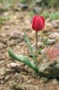 Drobný tulipán Tulipa julia je hojný v jarním aspektu alpínských luk. Foto E. Ekrtová a L. Ekrt