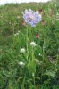 Hlaváč kavkazský (Scabiosa  caucasica) patří se svými velkými světle  modrými květenstvími k pozoruhodným zástupcům vysokobylinných niv  a horských luk. Foto E. Ekrtová a L. Ekrt