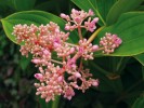 Mezi druhově  nejbohatší rody čeledi Melastomataceae  patří Medinilla s asi  375 druhy. Centrum  diverzity má v jiho­východní Asii, zasahuje na Madagaskar  (70 druhů), do Austrálie, Afriky a na Novou Kaledonii. Na snímku dnes již běžně  pěstovaná pokojová rostlina M. magnifica. Foto A. Potůčková