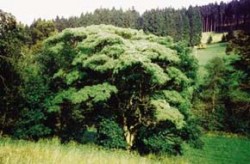 Korkovník amurský (Phellodendron amurense) v krajině Hostýnských vrchů. Foto F. Zpurný / © F. Zpurný