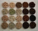 Ukázka barevné variability semen kulturního hrachu setého (P. sativum). Foto M. Hýbl