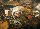 Raci kamenáči v Úpořském potoce  na Křivoklátsku uhynulí na račí mor  v r. 2005. Foto A. Petrusek