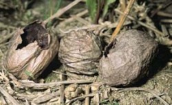 Břichatkovitá houba prášivka polní (Bovista graveolens) v posledních desetiletích z našich polí mizí. Foto F. Kotlaba