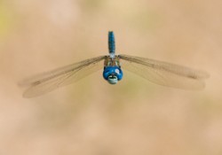 Samec šídla rákosního (Aeshna affinis) v přírodní památce Na Plachtě. Foto Martin Černý, katedra ekologie, 1. místo v kategorii Vědecká fotografie makroobjektů. / © Photo Martin Černý