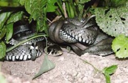 Skupina vzájemně propletených užovek obojkových (Natrix natrix) pokoušejících se o páření. V popředí hlava samice a dvě menší hlavy samců. Foto J. Moravec / © J. Moravec