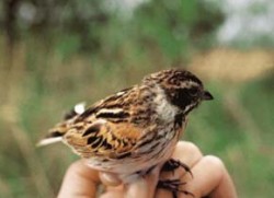 Samice strnada rákosního (Emberiza schoeniclus). Foto Z. Cinegrová a P. Musil