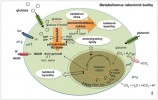 Rakovinné buňky stejně jako buňky rychle se dělících tkání (během embryonálního vývoje) výrazně upravují svůj metabolismus, s důrazem na zvýšenou tvorbu stavebních prekurzorů pro buněčné dělení, ochranu před oxidativním stresem a udržení vnitřního pH (látky produkované rakovinnou buňkou ve zvýšeném množství jsou vyznačeny tučně). Přijímají větší množství glukózy a glutaminu. Navíc odpřažením (oddělením) glykolýzy od Krebsova cyklu může samotná reakce probíhat mnohem  rychleji. Aby ale přicházelo dostatečné množství glukóza-6-fosfátu do pentózofosfátového cyklu, snižuje dimerická M2 izoforma pyruvát kinázy rychlost posledního kroku glykolýzy, a tím i celé reakce. Pyruvát je přeměněn na kyselinu  mléčnou (laktát), který se uvolňuje ven z buňky. Částečná funkčnost Krebsova cyklu (tím i dýchacího řetězce a meziproduktů Krebsova cyklu pro syntézu aminokyselin a lipidů) je zachována díky zvýšenému příjmu glutaminu buňkou. Okyselování vnitřního prostředí kvůli zvýšené produkci laktátu a CO2 (mění se na hydrogenuhličitan HCO3-) se buňka brání expresí specifických membránových přenašečů regulujících pH. Díky nim je prostředí vnitřního pH stabilní, ale vnější pH klesá, což má pozitivní  vliv na invazivitu buněk. Blíže v textu. Orig. A. Krejčí
