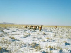 Kůň Převalského (Equus przewalskii) v národním parku Gobi v Mongolsku, leden 2010. Jeho záchrana a návrat do volné přírody patří k velkým úspěchům zoologických zahrad. 
Foto A. Nanjid / © Photo A. Nanjid