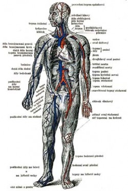 Schematický obraz cévního ústrojí (žíly a tepny) z nauky o člověku K. Weignera z r. 1946. Archiv M. Chumchalové / © Archive M. Chumchalová