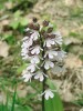 Ve světlých lesích Českého krasu v první půlce května tu a tam rozkvétá vstavač nachový (Orchis purpurea). Foto P. Špryňar