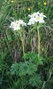 Sasanka Anemone fasciculata kvete nejen bíle, ale i růžově a hojně se vyskytuje v jarním aspektu vegetace vysoko­bylinných niv na vlhkých svazích hor. Foto E. Ekrtová a L. Ekrt