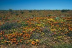 Kromě orchidejí je hvězdnicovitá Gorteria diffusa jedinou rostlinou  vytvářející šálivé květy, resp. květenství. Úbory opylují samečci rodu Megapalpus (dvoukřídlí – Diptera), které  lákají černé skvrny na květech  připomínající sedící samičky.  Foto J. Suda a R. Sudová