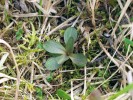 Rostlina vzcházející po zimě připomíná přízemní růžici (duben až květen) - hořeček mnohotvarý český. Foto J. Brabce 