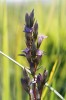 Kriticky ohrožený hořeček nahořklý (Gentianella amarela) z jíloviště u Tupes. Foto M. Kohoutek