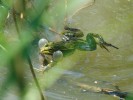 Vokalizující samec skokana  krátkonohého (Phelophylax lessonae) s rezonančními měchýřky typickými  pro tzv. zelené skokany