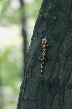 Mlok skvrnitý (Salamandra salamandra) – 7. října 2011 dopoledne v přírodní rezervaci U Eremita (CHKO Křivoklátsko) po vydatném dešti. Mlok šplhal vzhůru po kmeni stromu ve výšce asi 2 m nad zemí. Foto M. Benešová