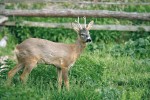 Je zajímavé, že srnec obecný  (Capreolus capreolus) má velký areál  rozšíření, přestože jde o potravně  náročný druh. Foto R. Kotrba