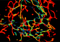 Mitochondrial Physiology