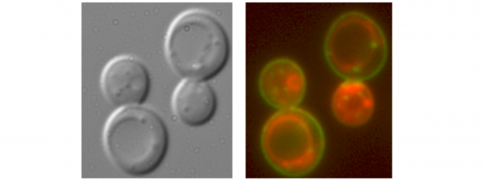 Membrane Transport