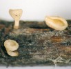 Miskovité plodnice (apotecia)  dlouhobrvky jasanomilné (Crocicreas  fraxinophilum) rostoucí na řapíku listu jasanu. Foto O. Koukol