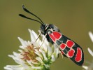 Vřetenuška ligrusová (Zygaena  carniolica) – silně ustupující vřetenuška teplejších, raně sukcesních stanovišť s plochami obnaženého substrátu.  Ve vojenských prostorech často doprovází plochy narušené těžkou technikou.  Foto M. Vojtíšek