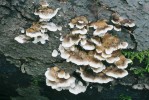 Stopkovýtrusná houba šedopórka osmahlá (Bjerkandera adusta; Basidiomycota). Trsy šedých plodnic na pařezu. Foto M. Kříž