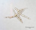 Tetraradiátní konidie (se čtyřmi rameny) neznámého druhu rodu Tripospermum (Ascomycota). Pátým ramenem byla konidie přichycena k myceliu. Foto O. Koukol