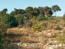 Kamenné terasy v řídkém lesíku borovice halepské (Pinus halepensis)  ve čtvrti Baabda na předměstí Bejrútu (Libanon). Na jehlicích v opadu bylo nalezeno několik druhů hub, mezi nimi i Zygosporium masonii. Foto O. Koukol