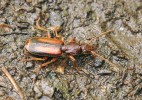 Střevlíček Polistichus connexus osídluje plochy s obnaženou půdou na slaniskách, stepních biotopech a druhotně i polních mokřadech. Foto V. Křivan