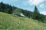 Degradovaný porost nekosené louky s rdesnem hadím kořenem (Polygonum bistorta) na typické krkonošské enklávě na lokalitě Severka. Foto S. Pecháčková