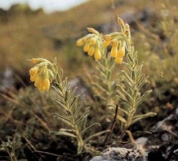 Mikroendemit národních parků Slovenský kras a Aggtelek ruměnice turňanská (Onosma tornensis) je na své klasické lokalitě, skalnatých úbočích Turnianského hradného vrchu (národní přírodní rezervace), v květu k zastižení prakticky od konce jara až do konce léta. Foto J. Čeřovský / © J. Čeřovský