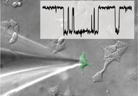 Cellular Neurophysiology