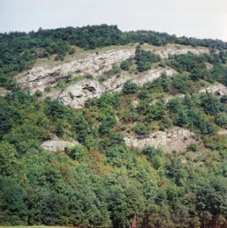 Kodská stěna v Českém krasu, k jihu obrácené chráněné stanoviště kriticky ohroženého včelníku rakouského (Dracocephalum austriacum) a dalších xerotermů, je význačnou ukázkou refugia teplomilné flóry a fauny (zrnovka žebernatá – Pupilla sterrii a z. třízubá – P. triplicata a donedávna i suchomilka rýhovaná – Helicopsis striata). Ve stěně se nachází jeskyně s nálezy z mladší doby kamenné a bronzové i fosilní ulity zmíněné malakofauny dokládající její přežití od počátku poledové doby. Snímky V. Ložka, Jr. / © Photo V. Ložek