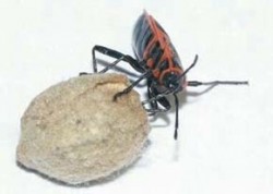 Dospělý jedinec ruměnice pospolné (Pyrrhocoris apterus) sající na semeni lípy velkolisté (Tilia platyphyllos). Foto J. Hauzner