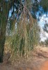 Větve přesličníku Decaisneova (Allocasuarina decaisneana) – malá plocha listů a hluboké kořeny umožňují stromu přežít extrémní sucho. Foto L. Hanel